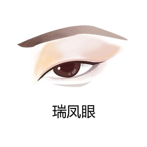 鳳眼特徵|中國人常見八種眼型，瑞鳳眼有氣質，桃花眼公認最漂。